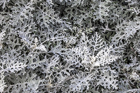 some dusty miller varieties, like silver dust dusty miller, has a more intense shade of silver than others