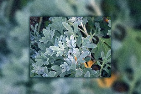 silver filigree dusty miller