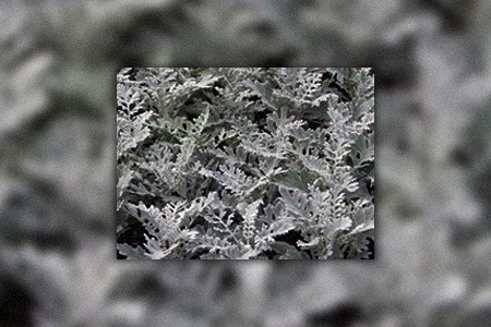 silver lace dusty miller