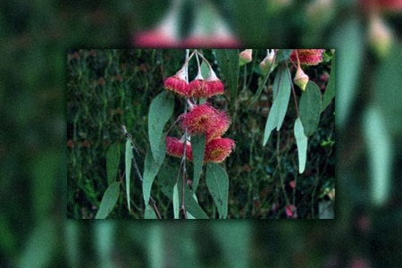 some types of eucalyptus, like silver princess gum, are famous for their flowers