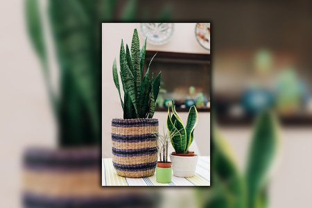 snake plants