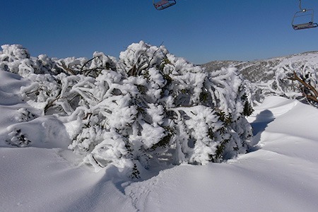 snow gum eucalyptus