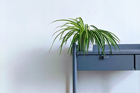if you ask yourself "what plants absorb humidity", one of the answers is spider plants