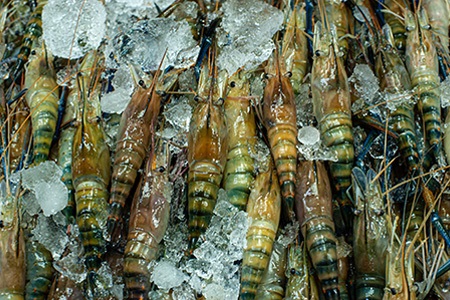 some varieties of shrimp, like tiger shrimp, are largely consumed and sold all over the world