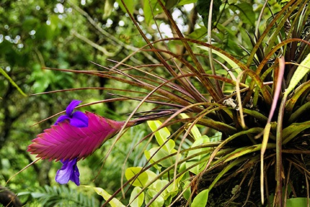 tillandsia are perfect indoor plants for humidity, they can suck all the humidity up