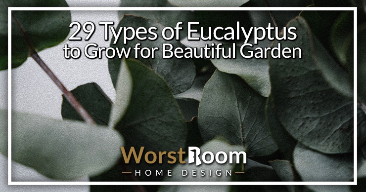 types of eucalyptus