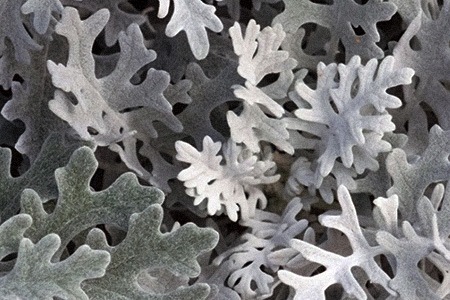 white diamond dusty miller are types of dusty miller that grows and flowers throughout the year