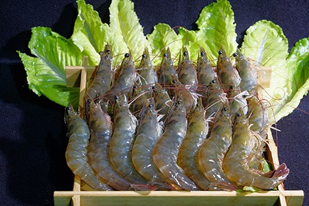 white shrimps are famous shrimp types and widely consumed due to their perfect flavor profile