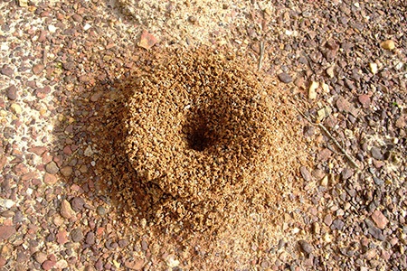 how to get rid of ants in carpet? try destroying ant mounds around your property 