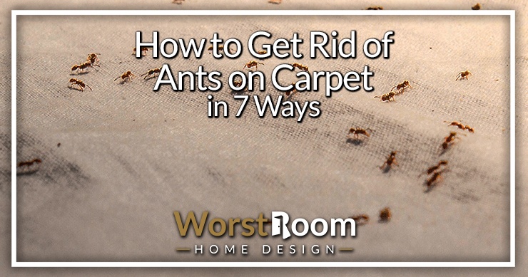 how to get rid of ants on carpet