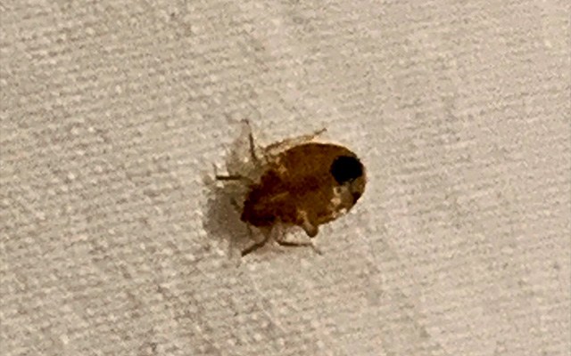 if one room has bed bugs do they all thumbnail
