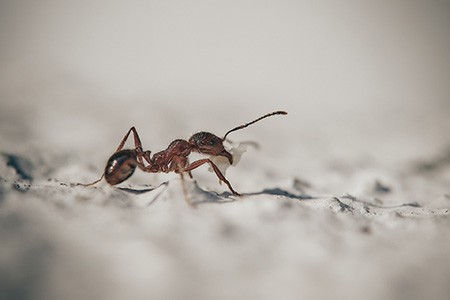 if you are wondering how to get rid of ants in carpet naturally, have a look at our list!