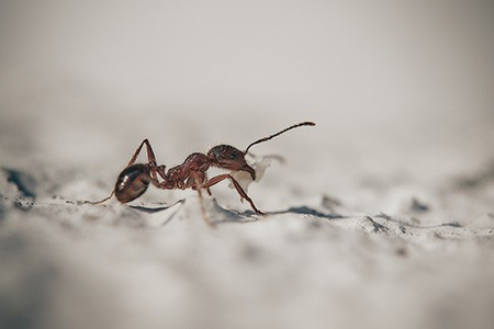 How To Get Rid of Ants on Carpet in 7 Ways - Worst Room