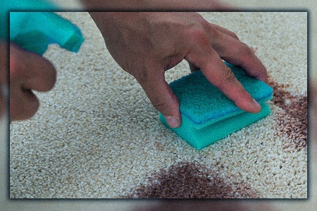 removing chocolate from carpet using ammonia