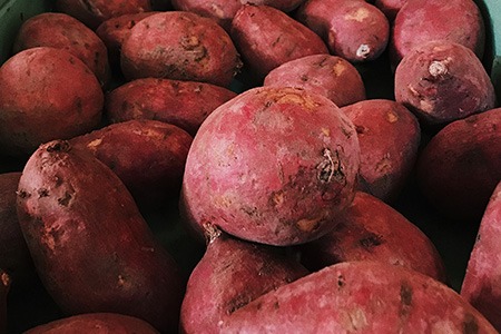 sweet potatoes can be considered as turnip substitutes