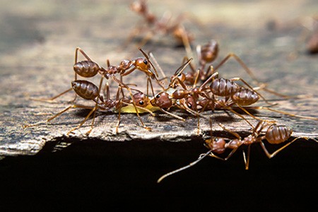 how to get rid of ants on carpet? we have listed efficient ways to help you get out from the trouble; however, you may want to check what causes ants to be on your carpet as well