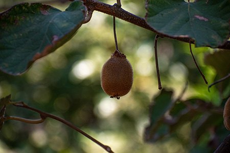 abbott kiwi