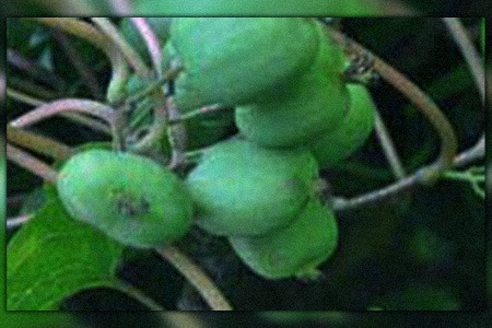 one of the easiest kiwi varieties to grow is anazaya kiwi