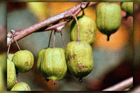 arctic beauty kiwi