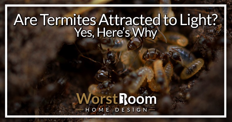 are termites attracted to light