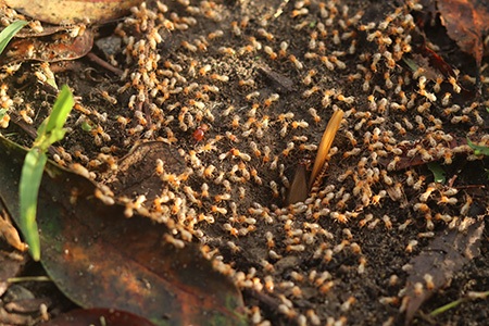 are termites harmful to humans? (not the termites that are stuck in light fixtures)