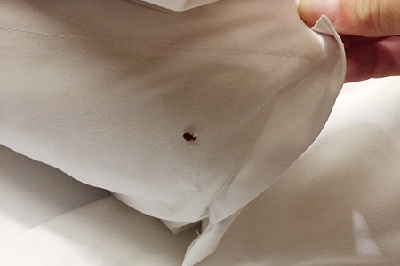 do bed bugs travel from room to room? the answer is yes, therefore, you need to make a bed bug inspection in your rooms to spot them