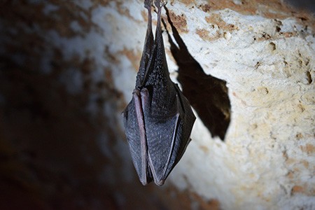 do bats hate light?