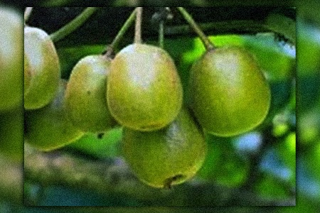 early cordifolia kiwi