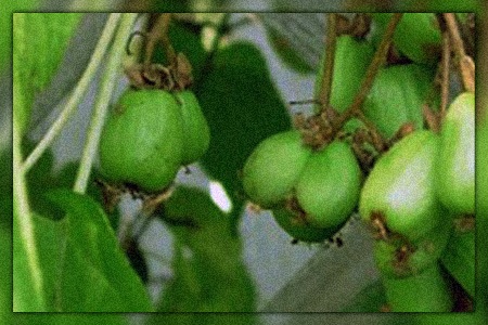 emerald arctic beauty kiwi