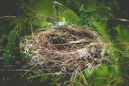 how to keep birds off a deck? you can fill in crevices and destroy new nests