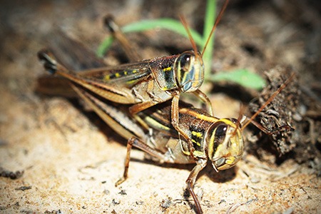 how to get crickets to shut up? one of the obvious way to make them shut up is getting rid of the crickets