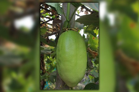 some passion fruit types like giant passion fruit can grow into 12 inches in diameter