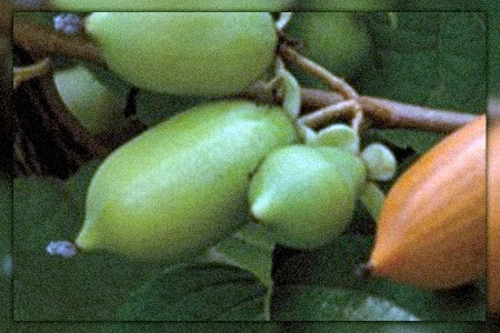 hot pepper silver vine kiwi
