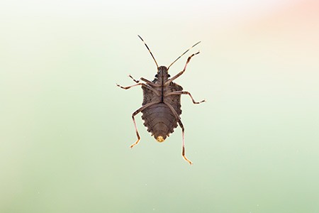 if you wonder how does bed bugs spread or do bed bugs infest the whole house? you can find the answer here!