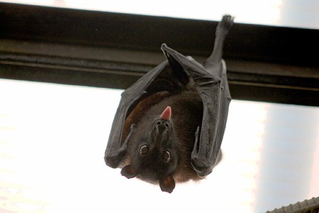 are bats scared of light? yeah! in fact, you can use light as a weapon to scare off them