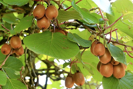 some different types of kiwi, like jenny kiwi are actually a hybrid