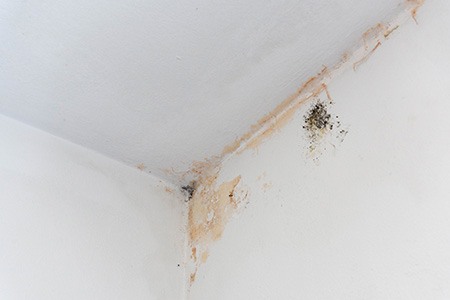 one of the dangers of using dryer without an outside vent is mildew & mold 
