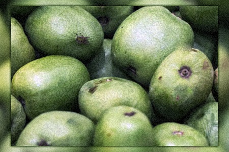 some types of kiwi fruit, like rossana italian kiwi, can grow in huge amounts