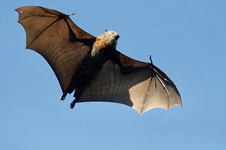 safety & legal precautions for scaring off bats