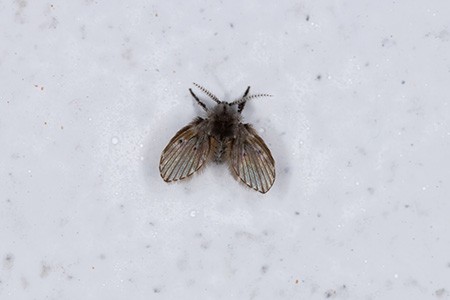 what are drain flies that generally appear as black worms in shower?
