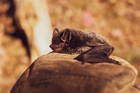 if you wonder whether does light attract bats or not, the answer depends on the various species of bats; some of the bat species have attraction toward light sources
