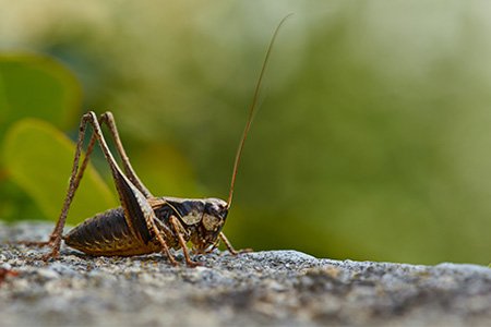 why do crickets make noise at night?