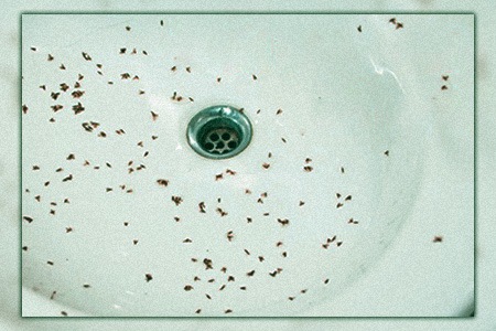 if you wonder why do drain flies live in drains? and why there are tiny worms in your shower - here are the answers!