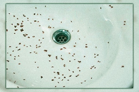 Little Black Worms In The Shower How To Get Rid Of Drain Flies   Why Do Drain Flies Live In Drains 