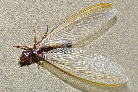 winged alate termite swarmer