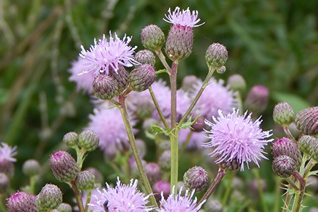 one of the purple flowered weeds is canada thistle