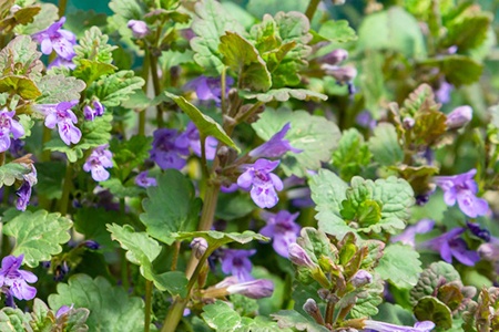 creeping charlie are cute lawn weeds with purple flowers