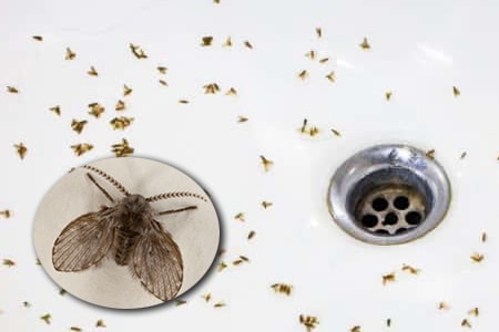 drain fly bugs in bathroom