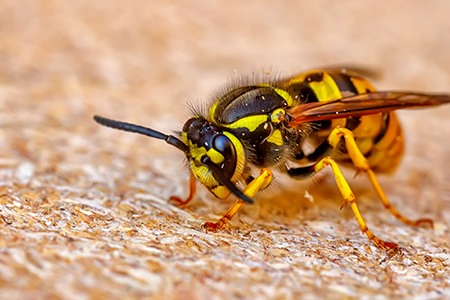 we have covered up how to get rid of wasps with vinegar, here are some other faqs regarding vinegar for wasps