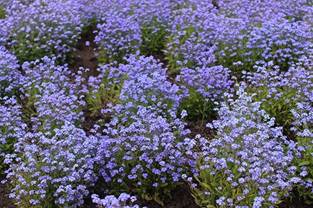 forget-me-not can be the eye-catching purple weeds in your grass